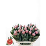 Chrysanthemum Krüsanteem BL Hornbill Salmon 145g*10
