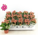 Kalanchoe Kalanhoe gevuld rose flowers audrey 9cm