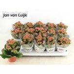 Kalanchoe Kalanhoe gevuld rose flowers audrey 9cm