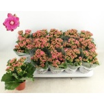 Kalanchoe Kalanhoe gevuld rose flowers audrey 9cm