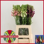 Antirrhinum Lõvilõug mix 70cm