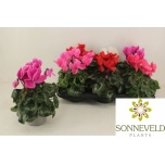 Cyclamen pers Alpikann large flower super series leopar 13cm
