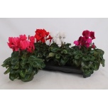 Cyclamen pers Alpikann large flower super series leopar 13cm