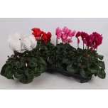 Cyclamen pers Alpikann large flower super series leopar 13cm