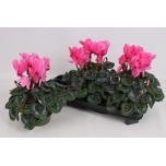 Cyclamen pers Alpikann large flower super series leopar 13cm