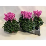 Cyclamen pers large flower super series leopar 15cm