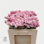 Kobarroos 50cm Leila