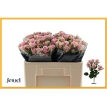 Kobarroos 50cm Leila