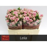 Kobarroos 50cm Leila