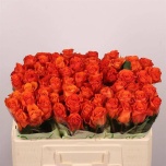 Roos 50cm Orange Wave