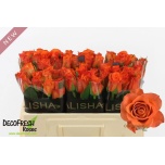 Roos 50cm Orange Wave