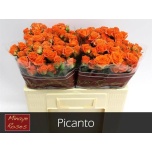 Kobarroos 50cm Picanto	