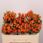 Kobarroos 50cm Picanto	