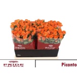 Kobarroos 60cm Picanto