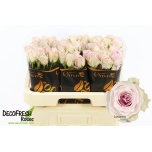 Roos 60cm Remembrance/Lovanna