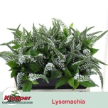 Lysimachia Metsvits Moonlight 60cm