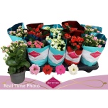 Kalanchoe Kalanhoe double perfecta mix 4 col 10,5cm
