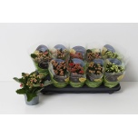 Kalanchoe Kalanhoe double perfecta mix 4 col 10,5cm