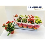 Kalanchoe Kalanhoe perfecta mix 5 col 12cm