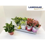 Kalanchoe Kalanhoe perfecta mix 5 col 12cm