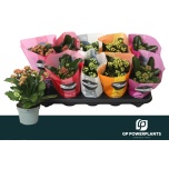 Kalanchoe Kalanhoe double perfecta mix 5 col 10,5cm