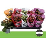 Kalanchoe Kalanhoe double perfecta mix 5 col 10,5cm