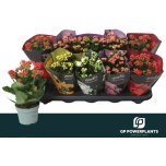 Kalanchoe Kalanhoe double perfecta mix 5 col 10,5cm
