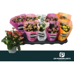 Kalanchoe Kalanhoe perfecta mix 5 colours 10,5cm