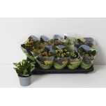 Kalanchoe Kalanhoe double perfecta mix 5 col 10,5cm