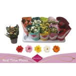 .Kalanchoe blossfeldiana gevuld perfecta gemengd 5 10,5cm