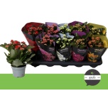 Kalanchoe Kalanhoe double perfecta mix 5 col 10,5cm
