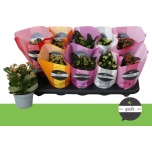 Kalanchoe Kalanhoe double perfecta mix 6 col 10,5cm