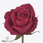 Roos 40cm Ace Cerise Uganda