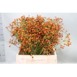Rosa Kibuvits Prinsberry Orange 45cm