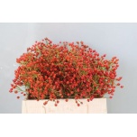 Rosebottle Kibuvits Prinsberry Fire 40cm