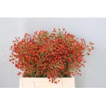 Rosebottle Kibuvits Prinsberry Fire 45cm