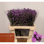 Aster Astee Mini Bay Pink 60cm