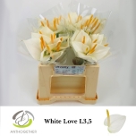 Anthurium white love 35cm