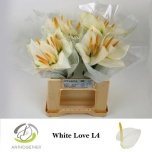 Anthurium Flamingolill White Love