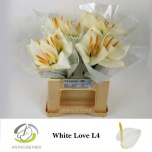 Anthurium Flamingolill White Love 40cm