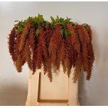 Amaranthus Rebashein brown spider 70cm