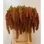 Amaranthus Rebashein brown spider 75cm