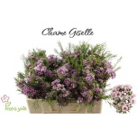 Chamelaucium Sidrunmürt Giselle 50cm