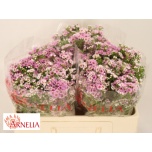 Chamelaucium Sidrunmürt Giselle 50cm