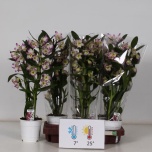 Dendrobium nobile bright eyes 12cm