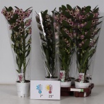 Dendrobium Sunny Eyes 12cm