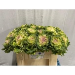 Brassica Kapsas White Lady 50cm