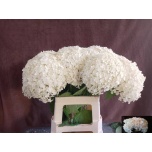 Hydrangea Hortensia Annabelle 60cm*5