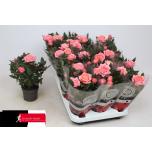 Rosa adele kordana grande 10,5cm