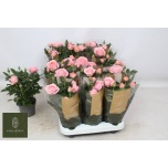 Rosa Potiroos adele kordana grande 10,5cm